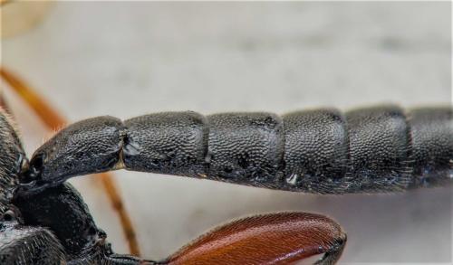 Réf. 301 494 : Pimpla spuria
